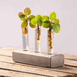 Esschert Design Statuettes Et Figurines Vase En Tube à Essai, Socle En Béton -Vases Soldes vase en tube a essai socle en beton 1